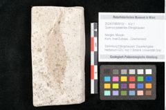 Foto (Objekt + Etikett) von Quercus palaeoilex Ettingshausen (NHMW-GEO-2024-0188-8105)